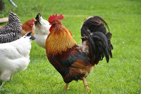 roostervillage .